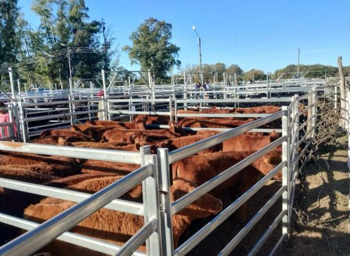 Angus lanza «Terneras Angus Certificadas»: Una nueva apuesta para agregar valor desde el origen