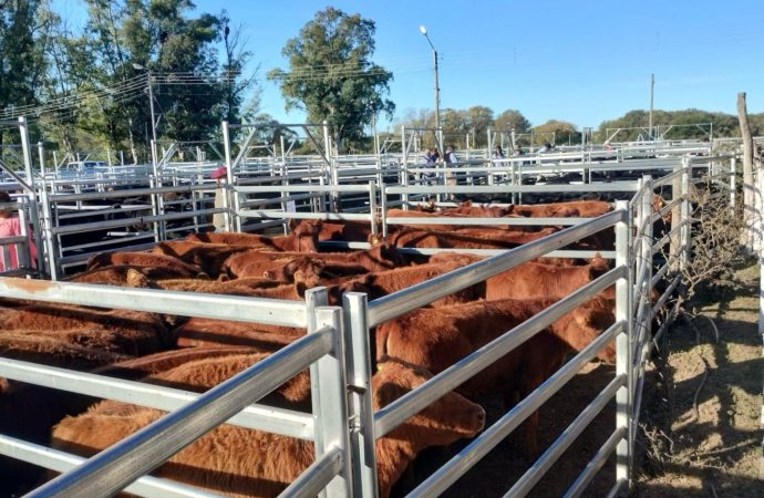 Angus lanza «Terneras Angus Certificadas»: Una nueva apuesta para agregar valor desde el origen