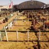 Consignaciones Córdoba anuncia remate de 1.300 cabezas en la Sociedad Rural de Jesús María