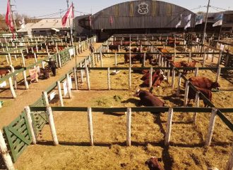 Consignaciones Córdoba anuncia remate de 1.300 cabezas en la Sociedad Rural de Jesús María