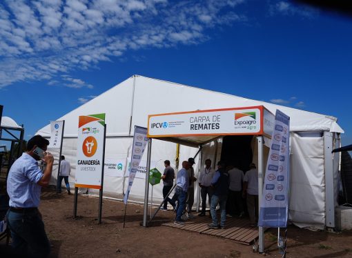 Firmeza de precios y genética destacada en el inicio de los remates ganaderos en Expoagro 2026