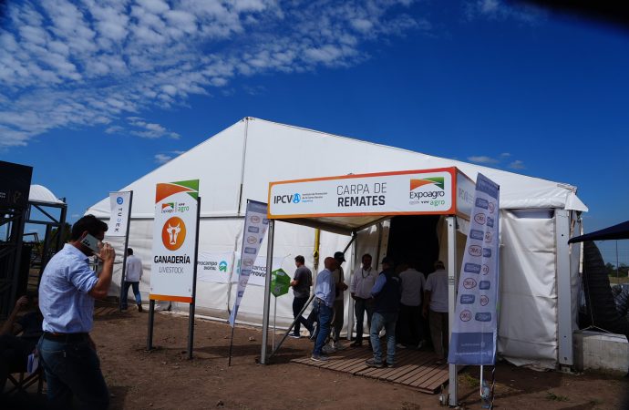 Firmeza de precios y genética destacada en el inicio de los remates ganaderos en Expoagro 2026