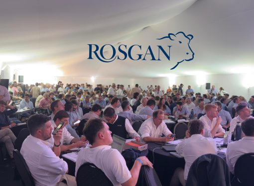 Récord en el mercado ganadero: Rosgan comercializó más de 53.000 cabezas en un marzo marcado por precios extraordinarios