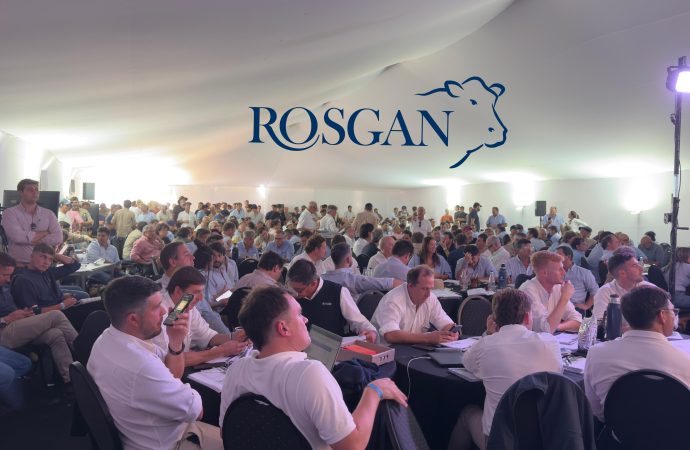 Récord en el mercado ganadero: Rosgan comercializó más de 53.000 cabezas en un marzo marcado por precios extraordinarios