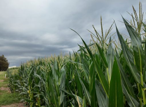 Eficiencia en el silaje:  Claves para optimizar la producción ganadera en Expo Agro 2026 con Supra Semillas