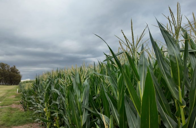 Eficiencia en el silaje:  Claves para optimizar la producción ganadera en Expo Agro 2026 con Supra Semillas
