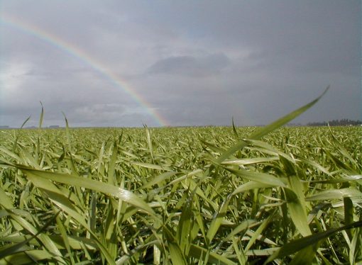 Nutrición, estrategia y eficiencia hídrica: Santa Rosa se prepara para el Simposio Regional FERTILIDAD 2026