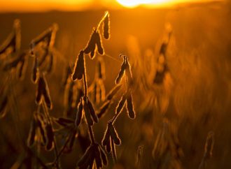 Impulso alcista en Chicago: Los cereales trepan con fuerza frente a la tensión global