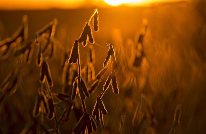 Impulso alcista en Chicago: Los cereales trepan con fuerza frente a la tensión global