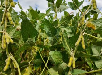 ProSoja visitó INTA Manfredi: Claves de una campaña con avances genéticos y la necesidad de una Ley de Semillas