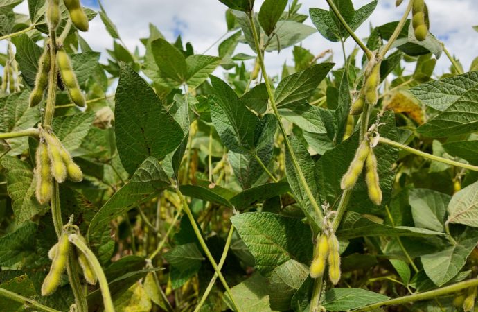 ProSoja visitó INTA Manfredi: análisis de una campaña con avances genéticos y la necesidad de una Ley de Semillas