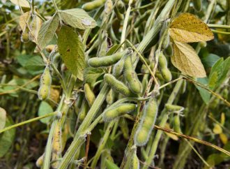 Cosecha en Córdoba: Récords históricos para soja y maíz frente a una fuerte caída en cultivos regionales