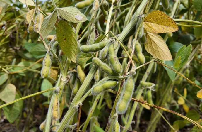 Cosecha en Córdoba: Récords históricos para soja y maíz frente a una fuerte caída en cultivos regionales