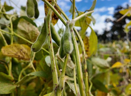 El avance de la soja: costos de fertilizantes y récords en biocombustibles reconfiguran el mercado agrícola mundial