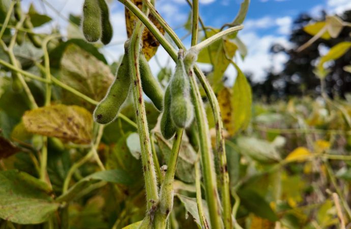 El avance de la soja: costos de fertilizantes y récords en biocombustibles reconfiguran el mercado agrícola mundial