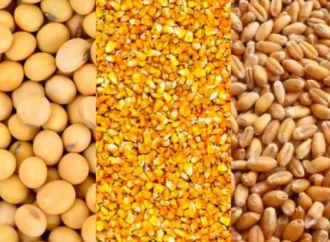 Mercado de Granos: Rebote y Expectativa tras el Feriado