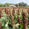 Oportunidad histórica para el sorgo argentino: la menor oferta mundial y la demanda china abren una ventana estratégica