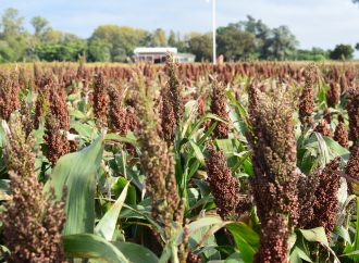 Oportunidad histórica para el sorgo argentino: la menor oferta mundial y la demanda china abren una ventana estratégica