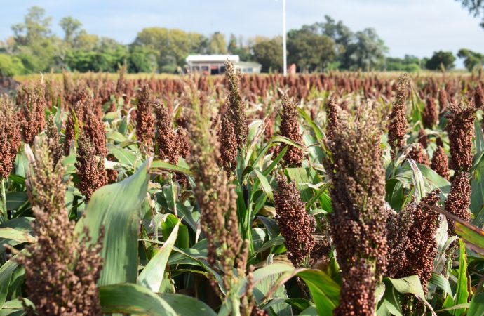 Oportunidad histórica para el sorgo argentino: la menor oferta mundial y la demanda china abren una ventana estratégica
