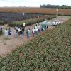 El sorgo reafirma su protagonismo en el INTA Manfredi: entre la apuesta genética y la búsqueda de valor agregado