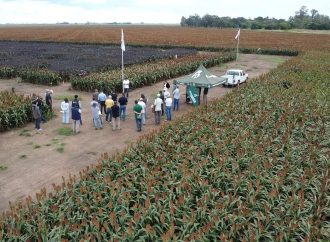 El sorgo reafirma su protagonismo en el INTA Manfredi: entre la apuesta genética y la búsqueda de valor agregado