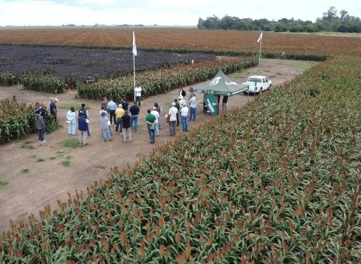 El sorgo reafirma su protagonismo en el INTA Manfredi: entre la apuesta genética y la búsqueda de valor agregado