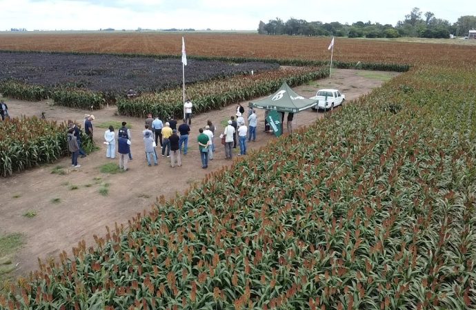 El sorgo reafirma su protagonismo en el INTA Manfredi: entre la apuesta genética y la búsqueda de valor agregado