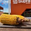 Genética y agronomía a medida: SUPRA Semillas inicia el «SupraRoad 2026» en Balcarce