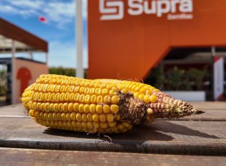 Genética y agronomía a medida: SUPRA Semillas inicia el «SupraRoad 2026» en Balcarce