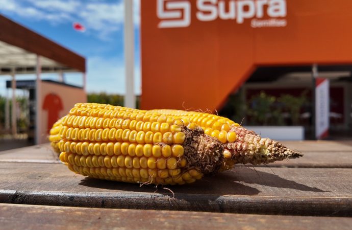 Genética y agronomía a medida: SUPRA Semillas inicia el «SupraRoad 2026» en Balcarce