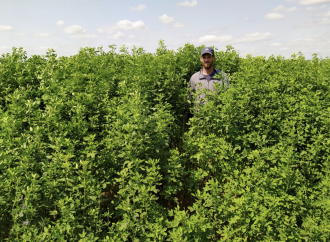 Peman Semillas, CONICET y UNL lanzan Munay y Yachay, las nuevas variedades de trébol para potenciar la ganadería