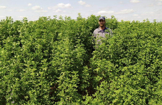 Peman Semillas, CONICET y UNL lanzan Munay y Yachay, las nuevas variedades de trébol para potenciar la ganadería