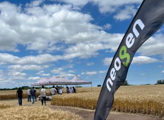 Estrategia triguera en año «Niño»: Genética y sanidad para licuar costos y maximizar la rentabilidad