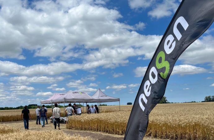 Estrategia triguera en año «Niño»: Genética y sanidad para licuar costos y maximizar la rentabilidad