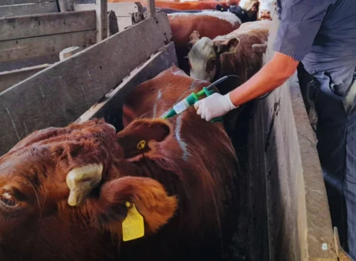 Resistencia natural: El Bovino Criollo se consolida como aliado clave contra la garrapata en el norte argentino