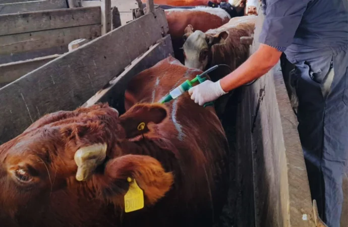 Resistencia natural: El Bovino Criollo se consolida como aliado clave contra la garrapata en el norte argentino