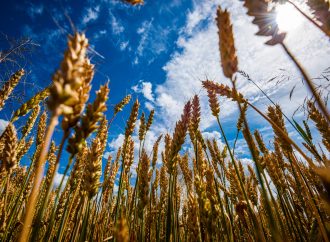 Granos al Límite: El Trigo Toca Máximos y Chicago Tracciona al Alza