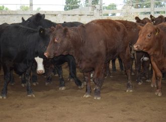 El consumo se «plancha»: caída de precios y mercado tranquilo en el remate de Consignaciones Córdoba en Jesús María