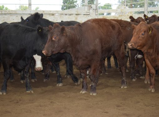 El consumo se «plancha»: caída de precios y mercado tranquilo en el remate de Consignaciones Córdoba en Jesús María