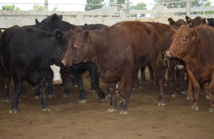 El consumo se «plancha»: caída de precios y mercado tranquilo en el remate de Consignaciones Córdoba en Jesús María