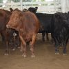 Con un mercado firme, Consignaciones Córdoba remató 964 cabezas en la Rural de Jesús María