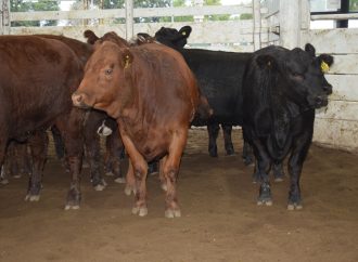 Con un mercado firme, Consignaciones Córdoba remató 964 cabezas en la Rural de Jesús María