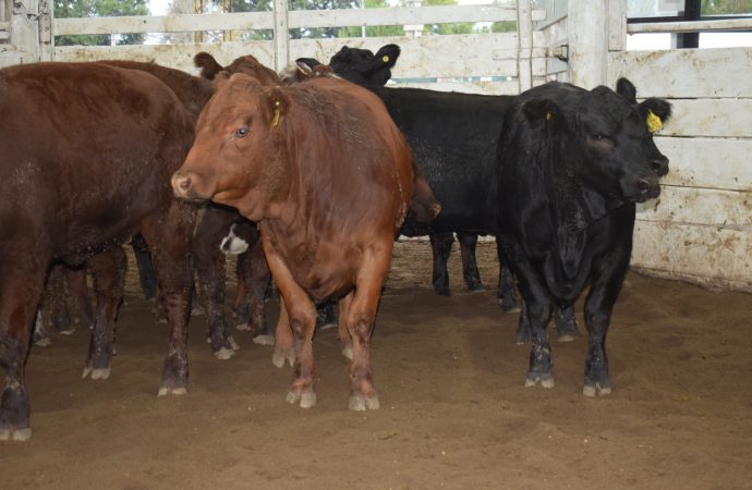 Con un mercado firme, Consignaciones Córdoba remató 964 cabezas en la Rural de Jesús María