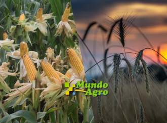 El Trigo Marca el Rumbo en la Plaza Local mientras el Maíz Alcanza Máximos Anuales en Chicago