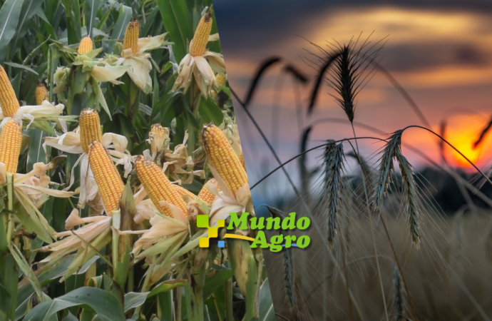 El Trigo Marca el Rumbo en la Plaza Local mientras el Maíz Alcanza Máximos Anuales en Chicago