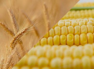 Sacudón en los Granos: El Trigo Toca Máximos mientras el Maíz Lidera la Plaza Local