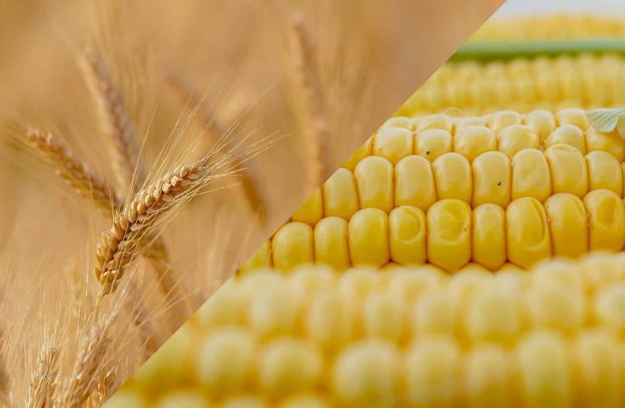 Sacudón en los Granos: El Trigo Toca Máximos mientras el Maíz Lidera la Plaza Local