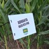 Advanta potencia la producción de forraje en Córdoba con nuevas tecnologías en sorgo y maíz