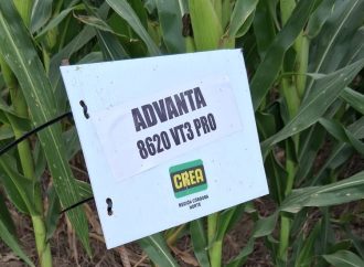 Advanta potencia la producción de forraje en Córdoba con nuevas tecnologías en sorgo y maíz