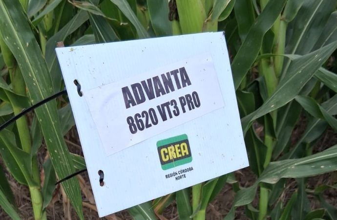 Advanta potencia la producción de forraje en Córdoba con nuevas tecnologías en sorgo y maíz